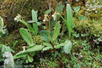 Primula reticulata