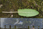 Primula reticulata