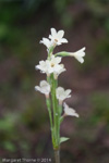 Primula reticulata