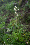 Primula reticulata