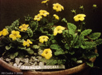 Primula rockii