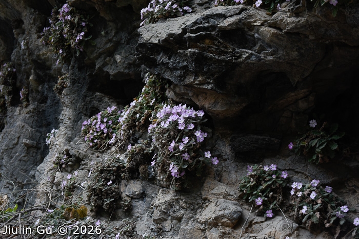 <i>Primula rongrong </i>