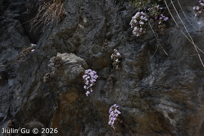 <i>Primula rongrong </i>