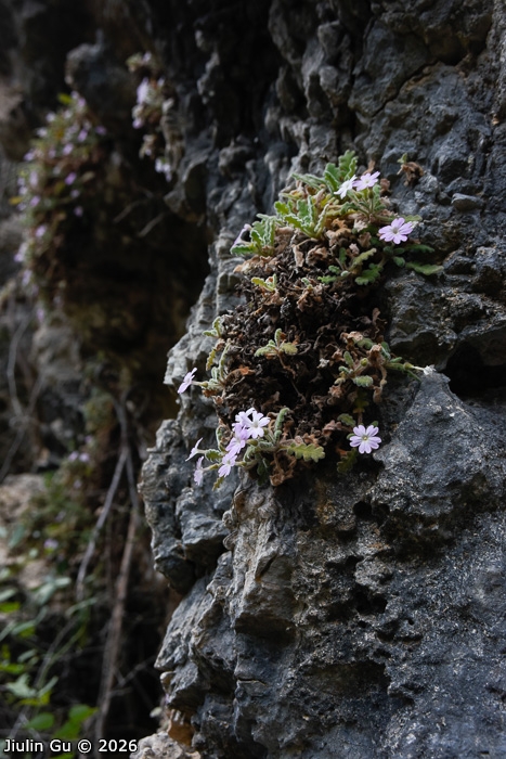 <i>Primula rongrong </i>