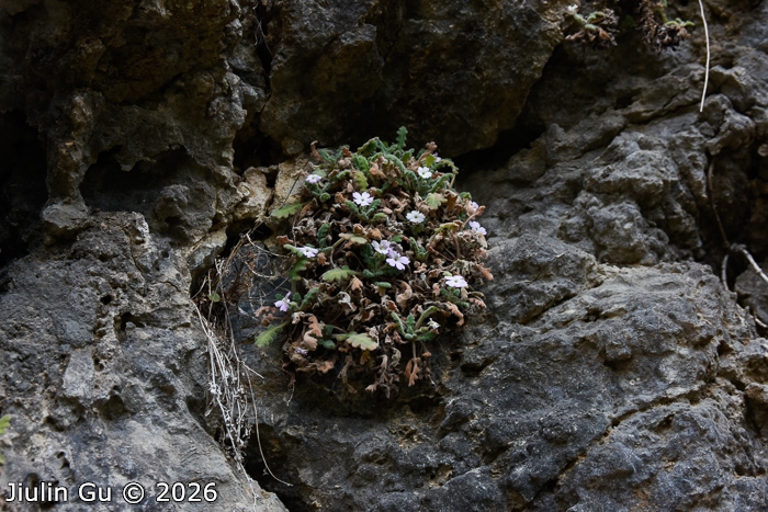 <i>Primula rongrong </i>