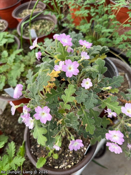 <i>Primula rongrong </i>