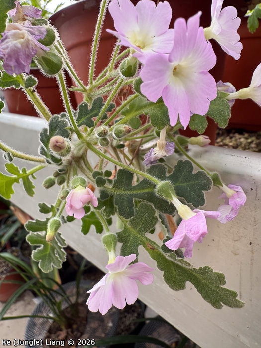 <i>Primula rongrong </i>