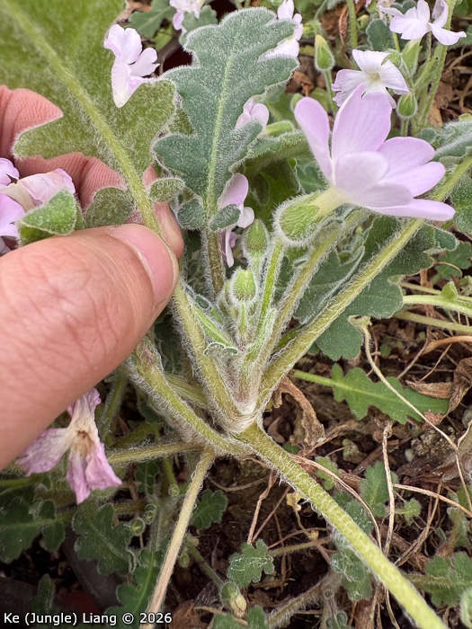 <i>Primula rongrong </i>