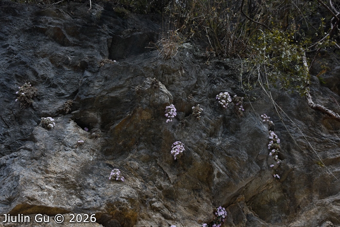 <i>Primula rongrong </i>