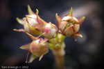 P. rosea seed capsules