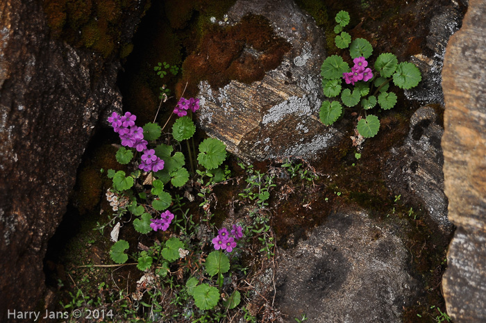 <i>Primula rotundifolia </i>