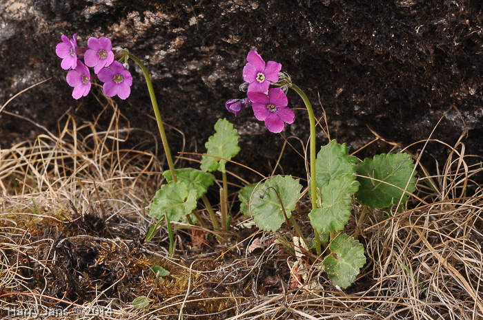 <i>Primula rotundifolia </i>