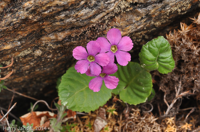 <i>Primula rotundifolia </i>