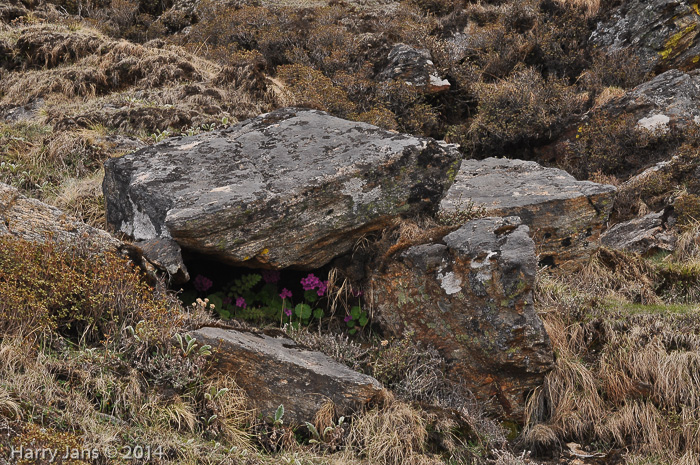 <i>Primula rotundifolia </i>