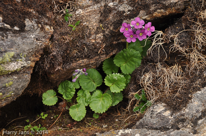 <i>Primula rotundifolia </i>