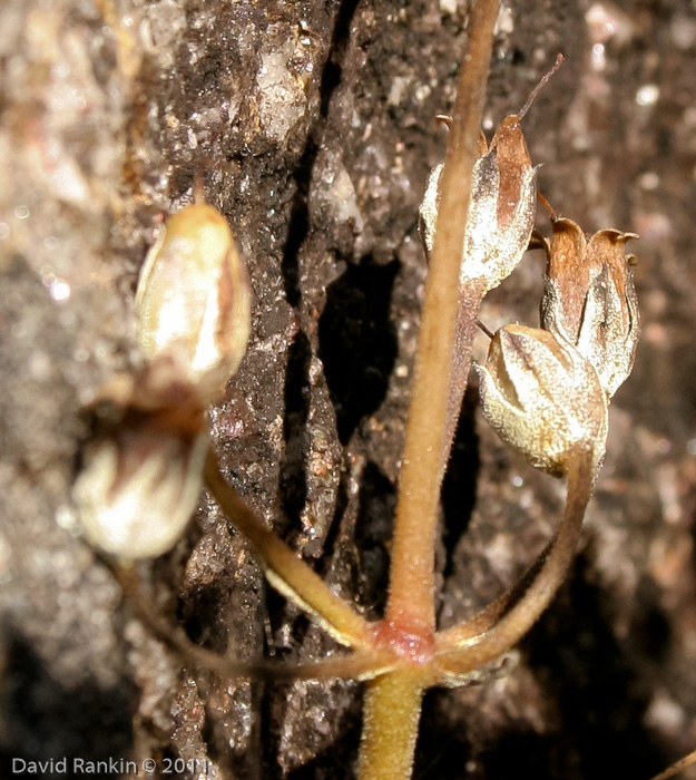 <i>Primula rotundifolia </i>