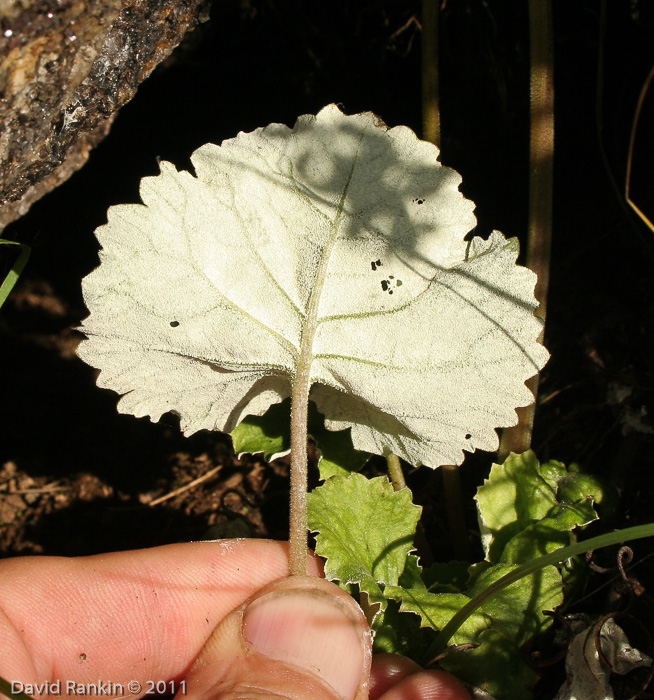 <i>Primula rotundifolia </i>