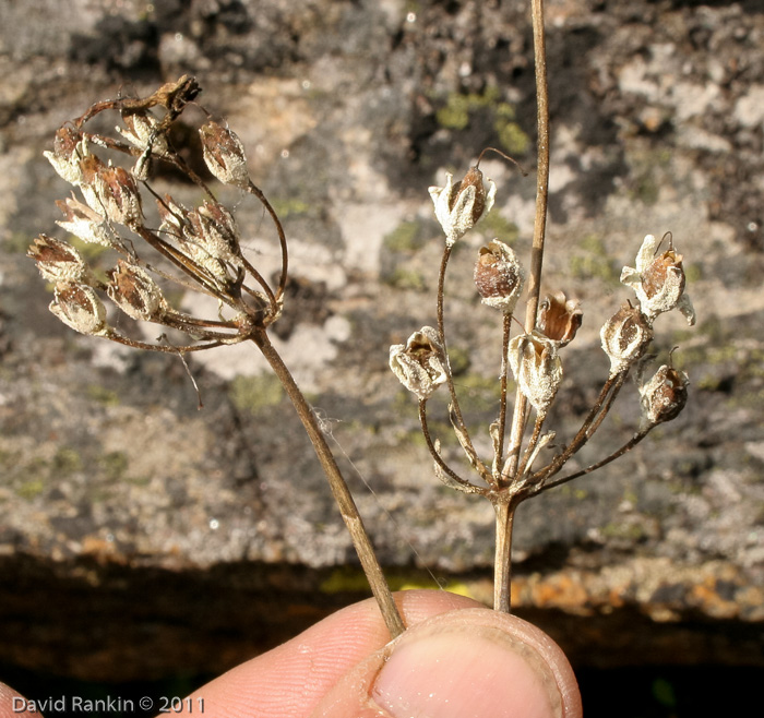 <i>Primula rotundifolia </i>