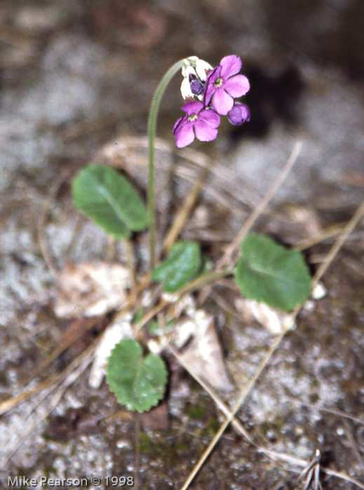 <i>Primula rotundifolia </i>