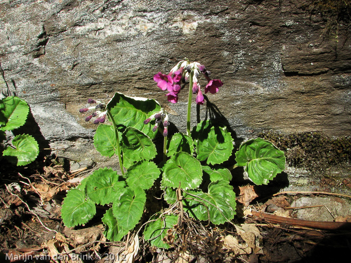 <i>Primula rotundifolia </i>