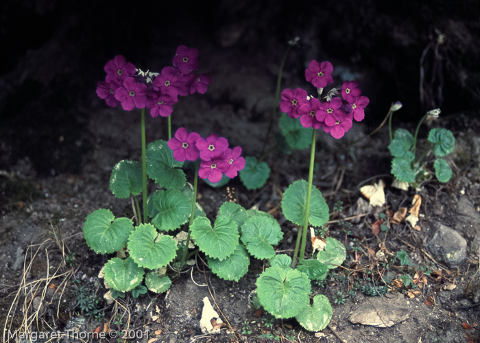 <i>Primula rotundifolia </i>