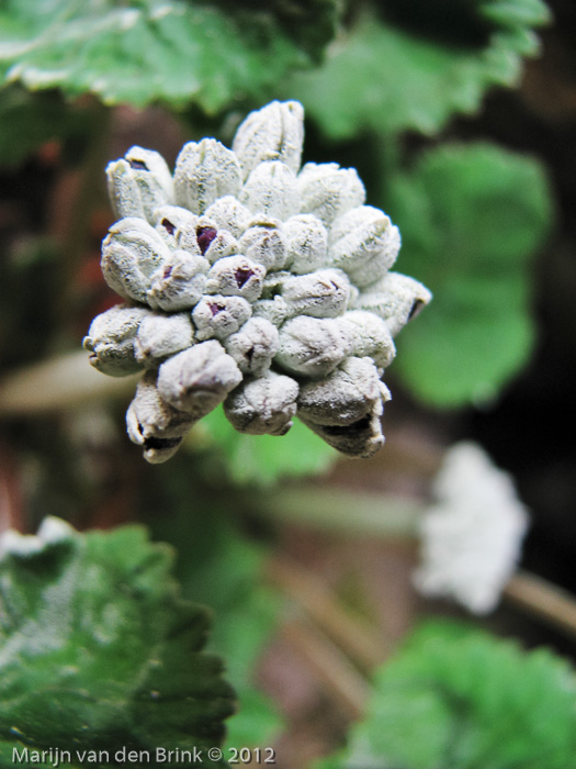 <i>Primula rotundifolia </i>