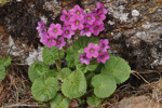 <i>Primula rotundifolia </i>