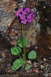 <i>Primula rotundifolia </i>