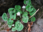 <i>Primula rotundifolia </i>