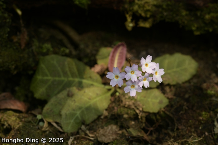 <i>Primula rugosa </i>