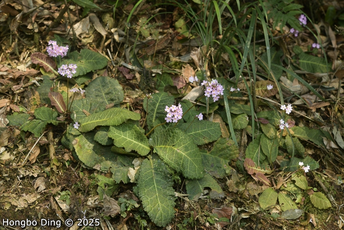 <i>Primula rugosa </i>