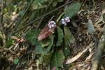 <i>Primula rugosa </i>