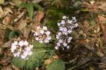 <i>Primula rugosa </i>