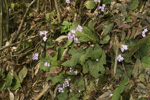<i>Primula rugosa </i>