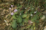 <i>Primula rugosa </i>