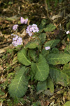 <i>Primula rugosa </i>