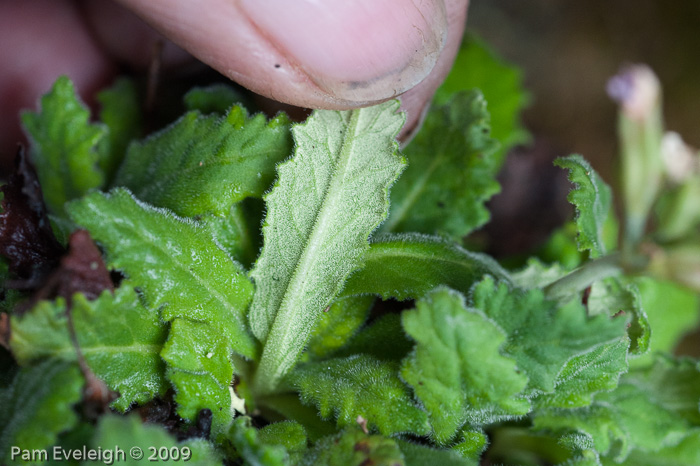 <i>Primula rupicola </i>