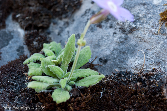 <i>Primula rupicola </i>