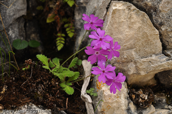 <i>Primula rupicola </i>