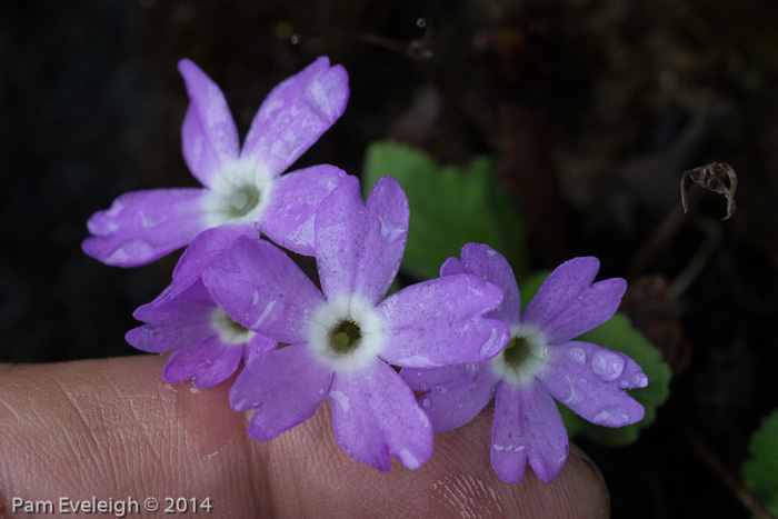 <i>Primula rupicola </i>