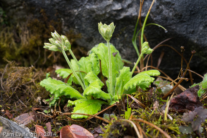 <i>Primula rupicola </i>