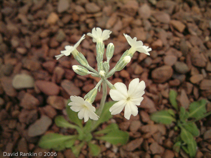 <i>Primula rupicola </i>