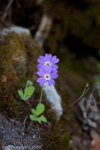 <i>Primula rupicola </i>