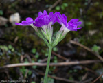 <i>Primula rupicola </i>