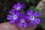 <i>Primula rupicola </i>