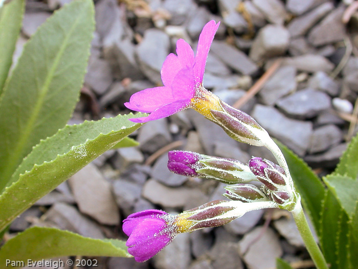 <i>Primula rusbyi </i>