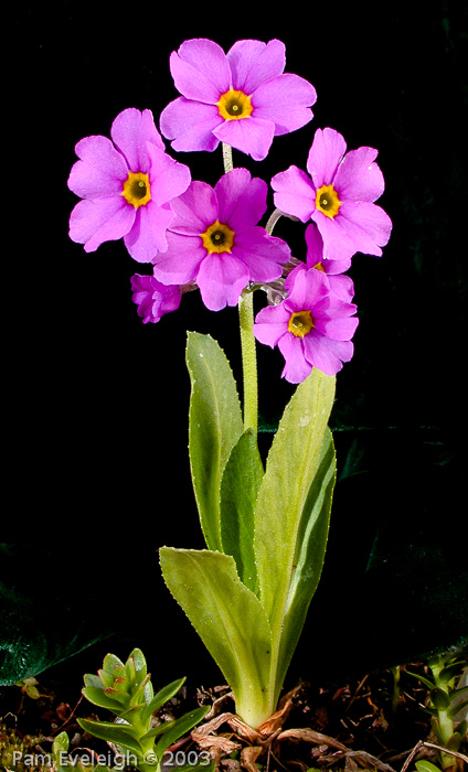 <i>Primula rusbyi </i>