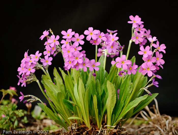 <i>Primula rusbyi </i>