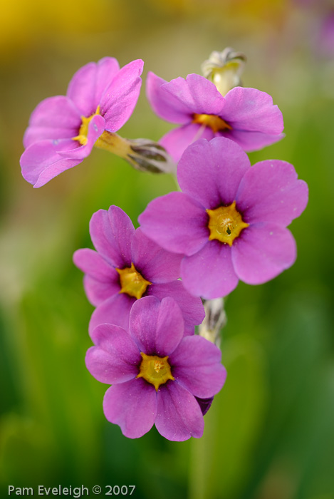 <i>Primula rusbyi </i>