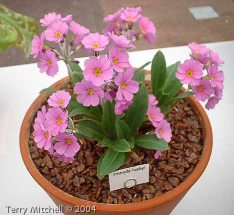 <i>Primula rusbyi </i>